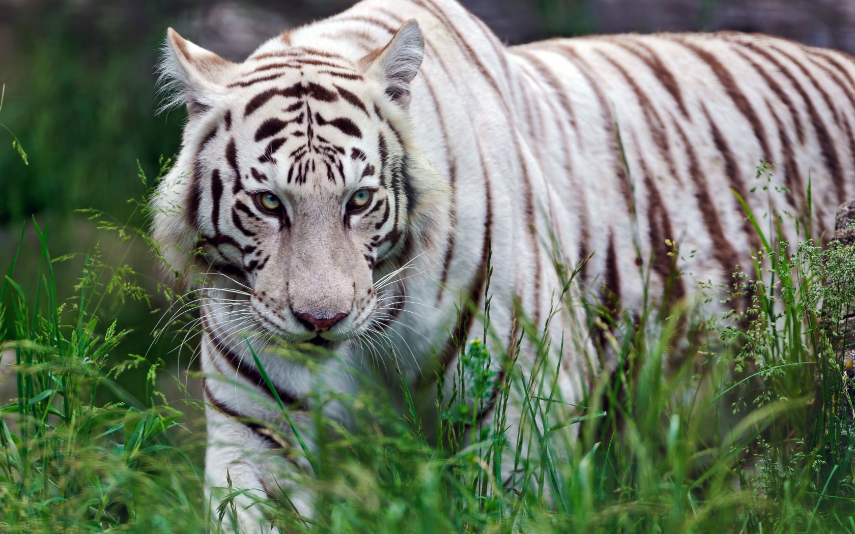Картинка на рабочий стол во весь экран. Белый бенгальский тигр. Амурский тигр белый. Уссурийский тигр белый. Тайгер.