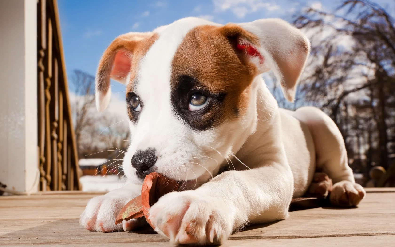 щенок, боксёр, pitbull boxer mix, питбуль