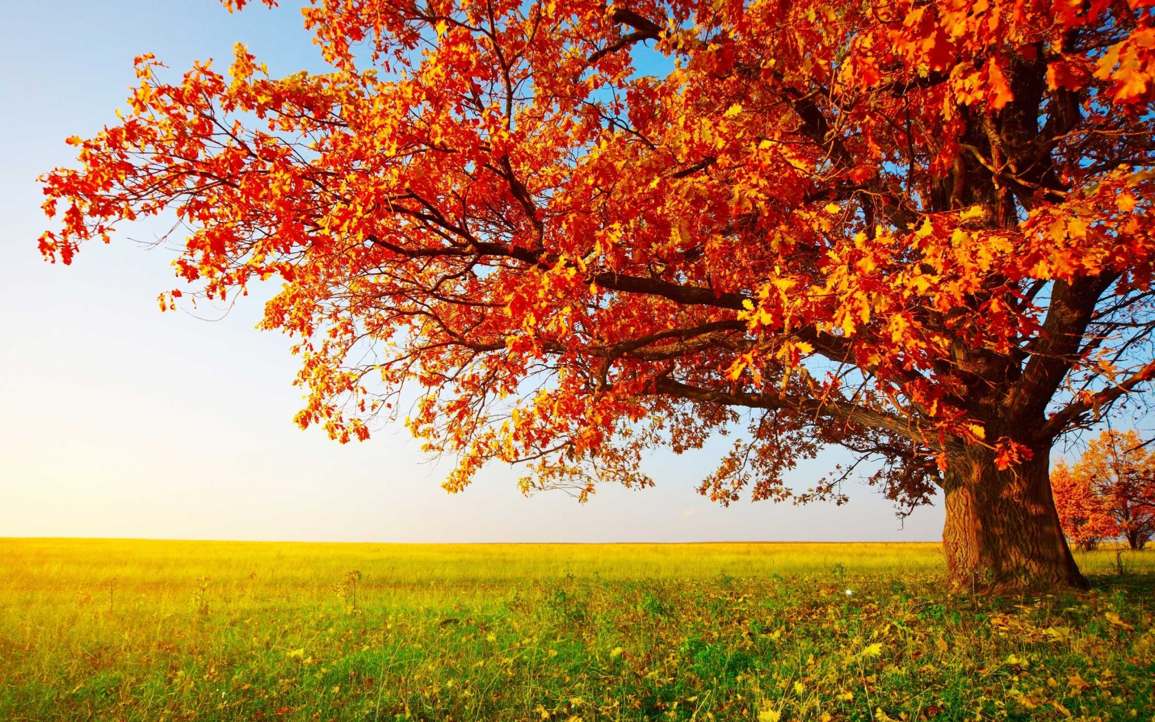 раскидистый, желто-оранжевая, трава, осень, поле, дуб