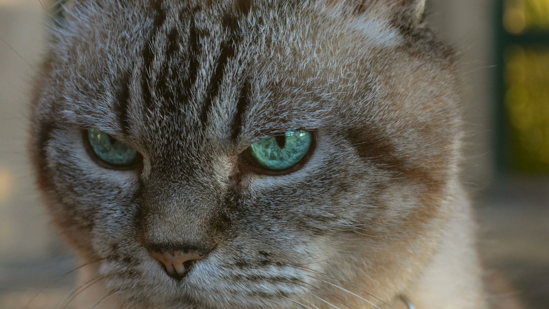 big, cat, attack