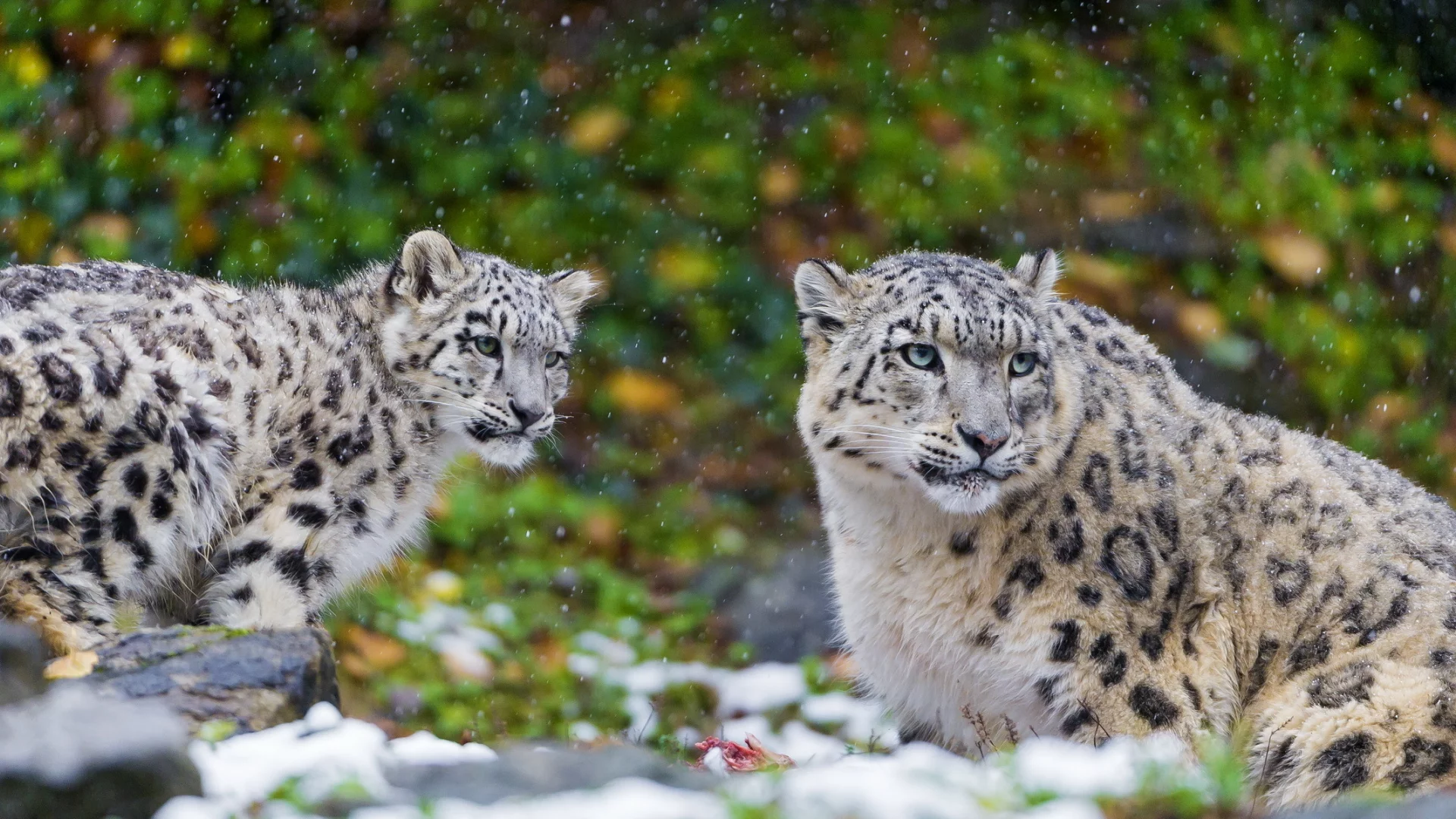 ирбис, хищник, пара, snow leopard, мать, снежный барс, семья