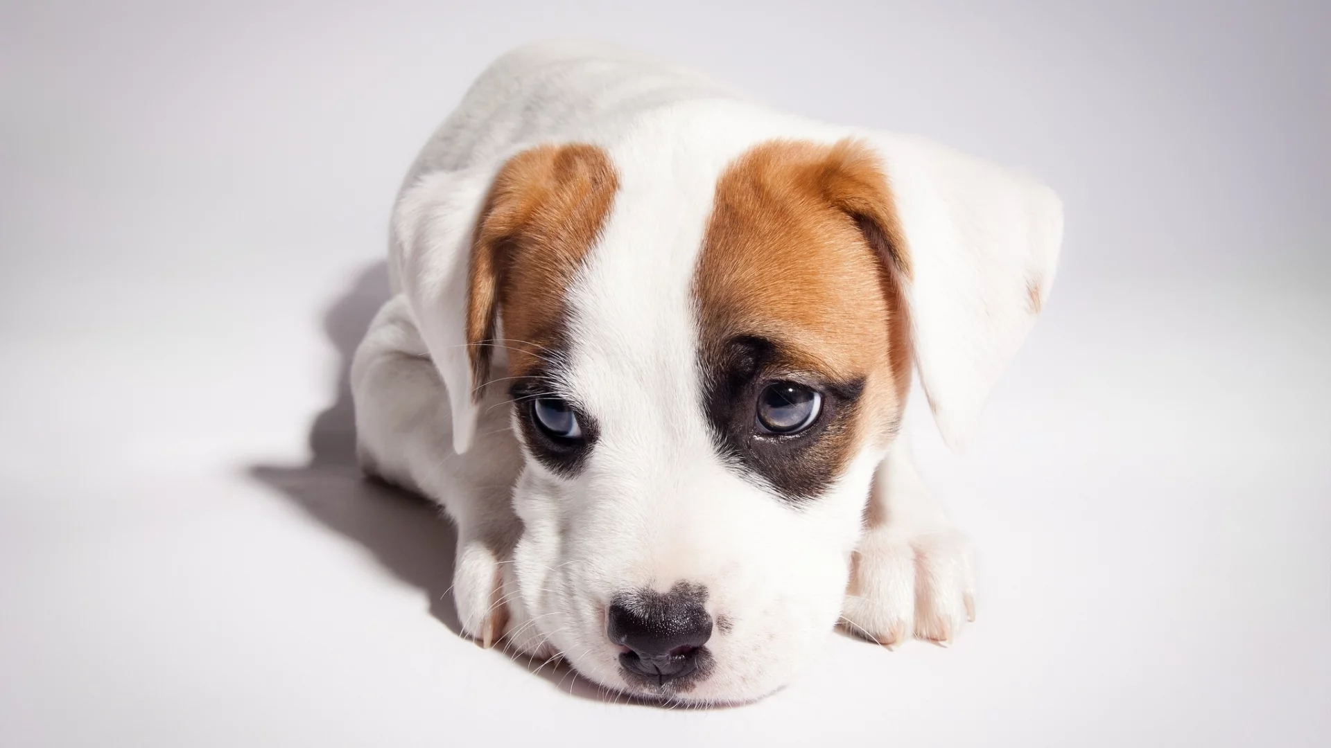 pitbull boxer mix, питбуль, боксёр, щенок