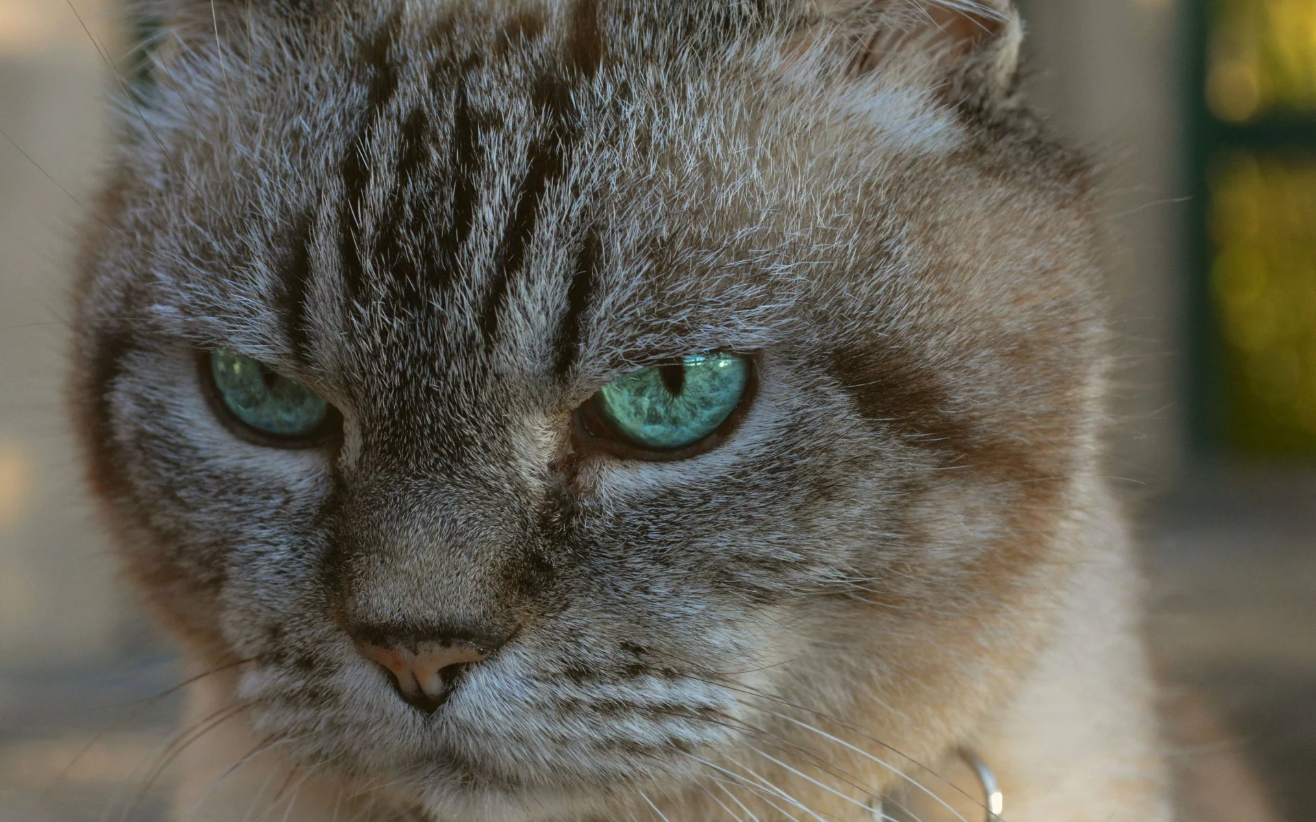 big, cat, attack