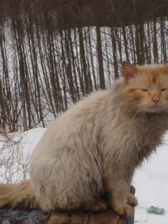 fail, cat, forest