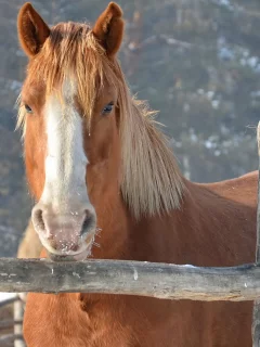 забор, конь, природа
