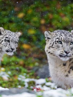 ирбис, хищник, пара, snow leopard, мать, снежный барс, семья