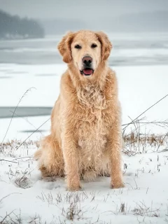 зима, собака, поле