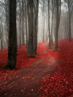 пасмурно, осень, лес, дорога, природа, туман, тропинка