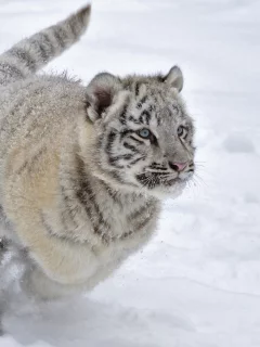 зима, бег, снег, котенок, игра, тигренок