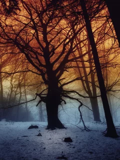 forest, dark, fog, snow, trees