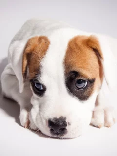 pitbull boxer mix, питбуль, боксёр, щенок