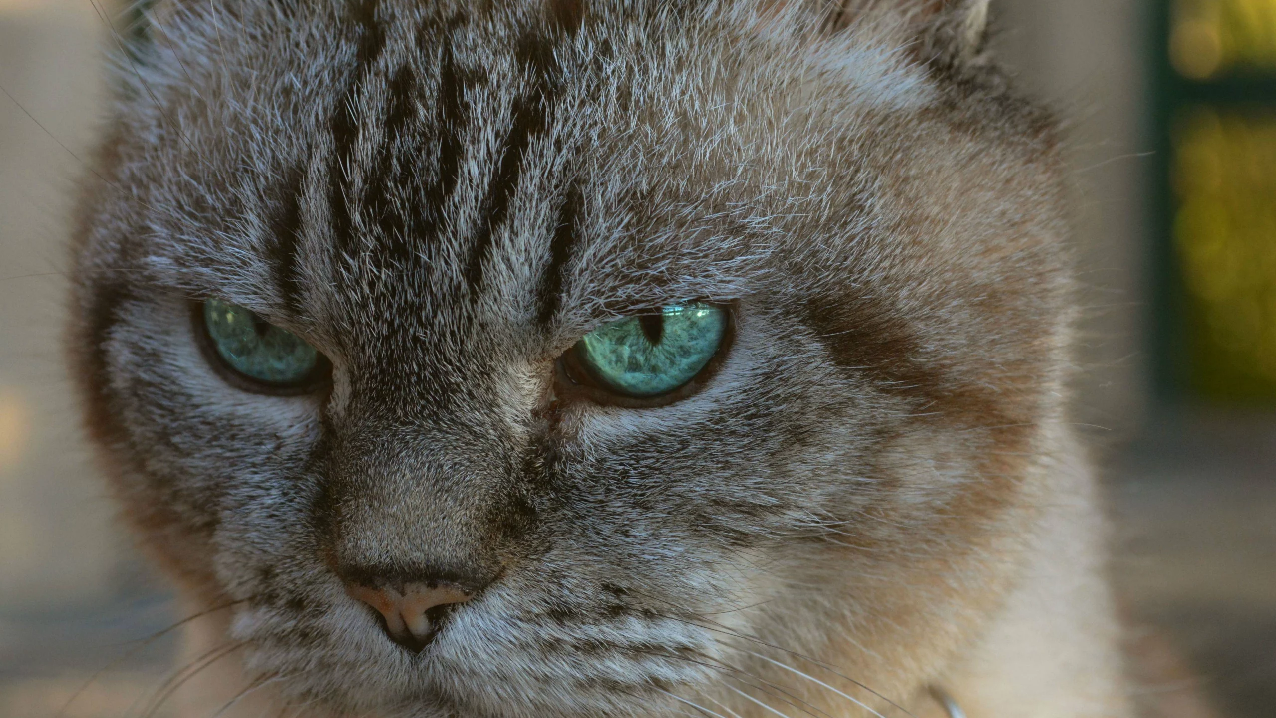 big, cat, attack