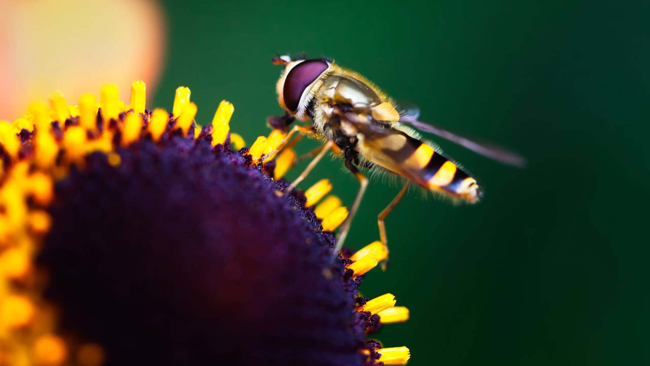 насекомое, flower, краски, цветок, боке, insect, макро, macro, colors