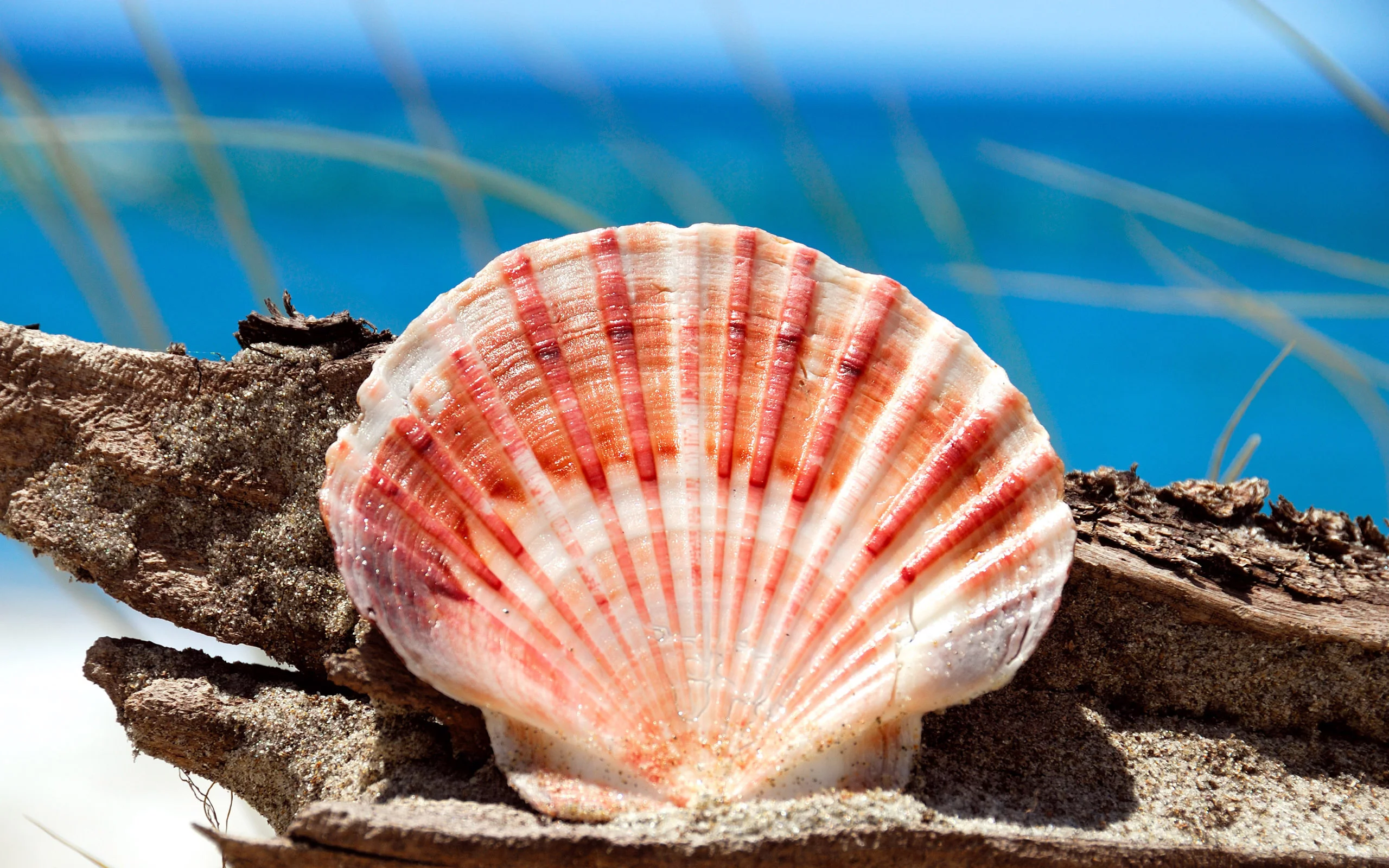 обои, shell, ракушка