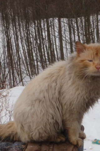 fail, cat, forest