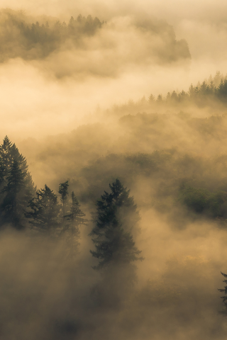 утро, лес, туман