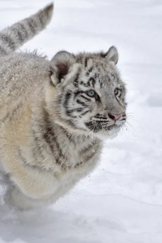 зима, бег, снег, котенок, игра, тигренок