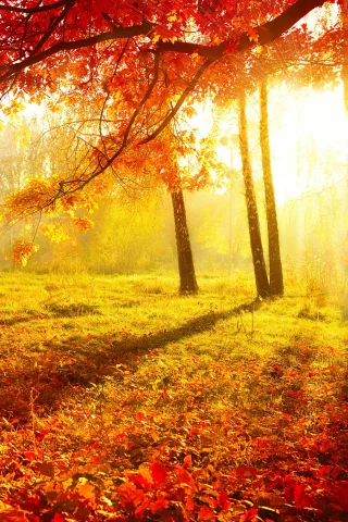 лес, бордовые, трава, природа, листья, осень, деревья