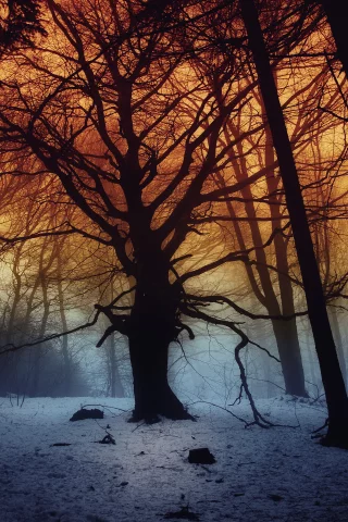 forest, dark, fog, snow, trees