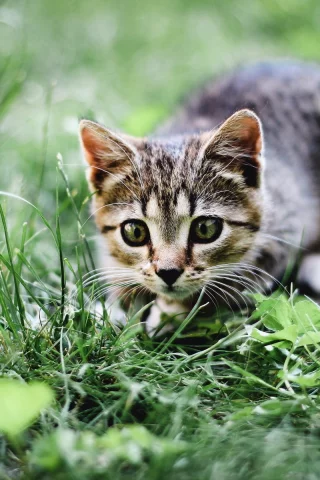 кошка, лето, трава