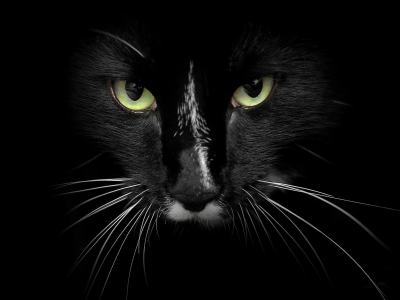 cat, black