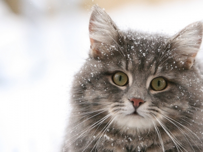 snow, cat, funny