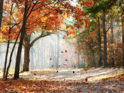 landscape, morning, falling oak leaves, beautiful, autumn trees , nature, road, scenic, , forest 