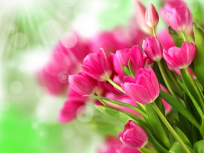 цветы, букет, розовый, тюльпаны