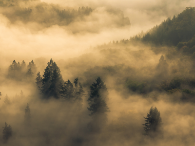 утро, лес, туман