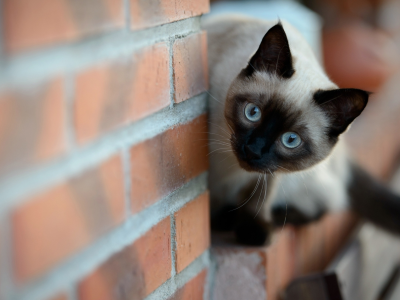 кошка, глаза, взгляд, стена
