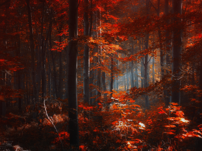 красные, лес, листья, деревья, ildiko neer, осень