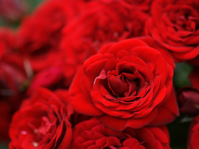 букет, красные, розы, цветы