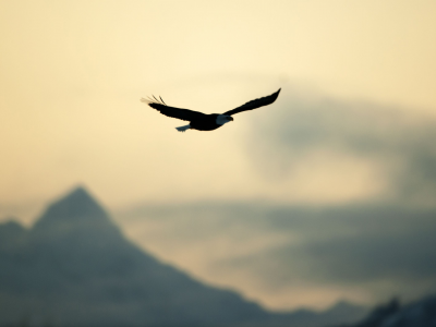 небо, орел, природа, свобода, разное, птица, полет