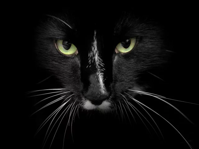 cat, black