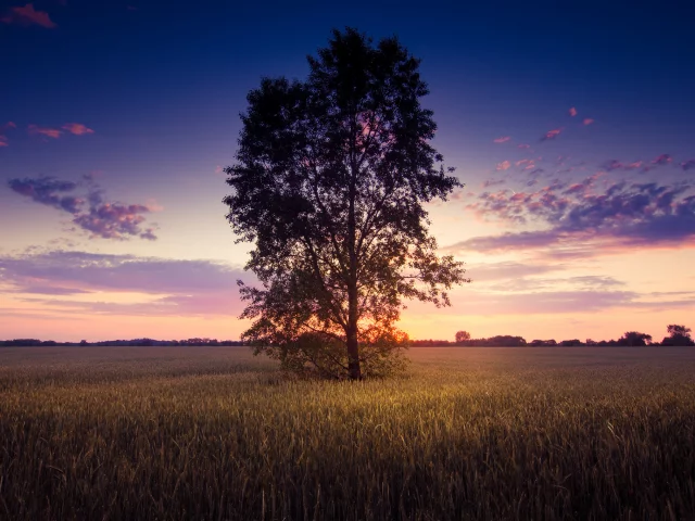 природа, листья, пейзаж, деревья, tree, листочки, дерево