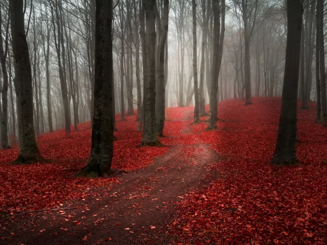 пасмурно, осень, лес, дорога, природа, туман, тропинка