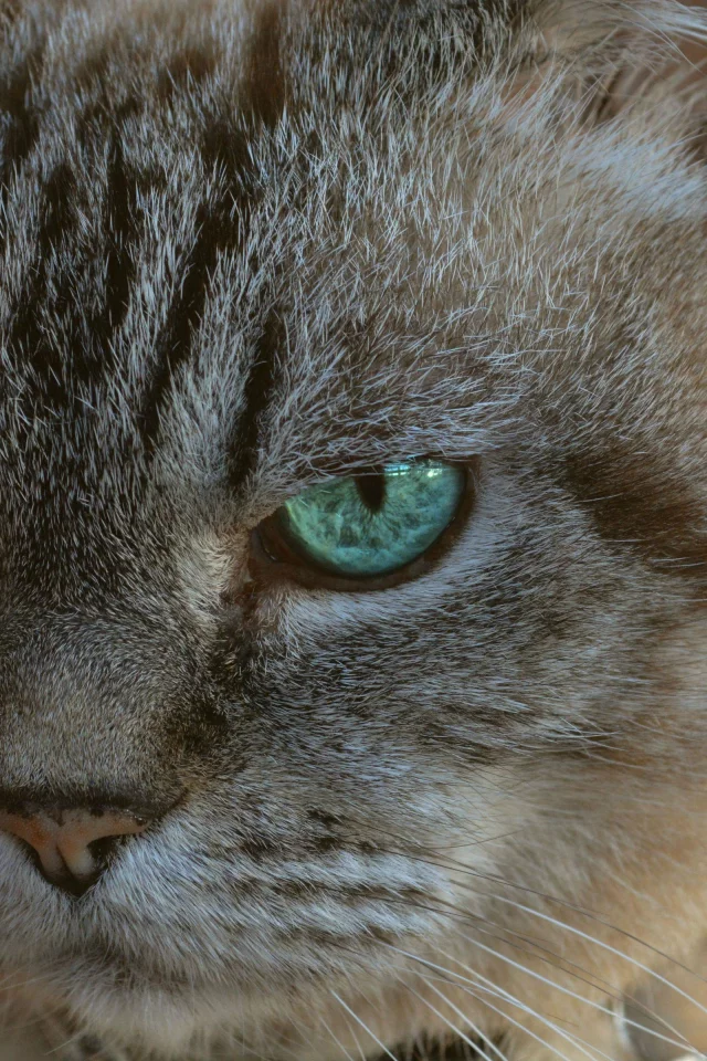 big, cat, attack