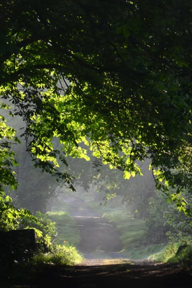trees, листья, листочки, деревья, leaves, tree, дерево, природа