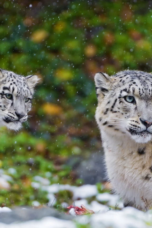 ирбис, хищник, пара, snow leopard, мать, снежный барс, семья