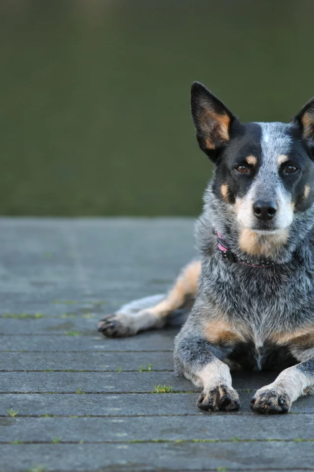 собака, взгляд, australian cattle dog