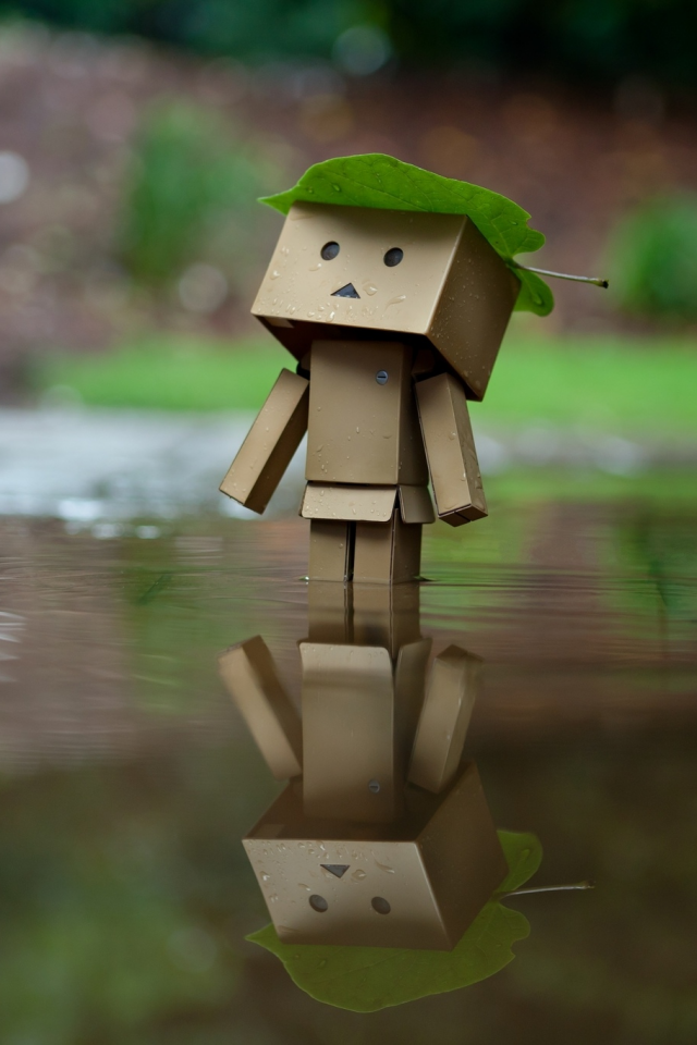 danbo, отражение, лист, amazon, дождь, коробка, вода, коробок
