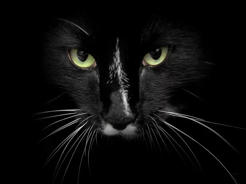 cat, black