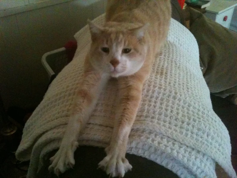 cat, attack