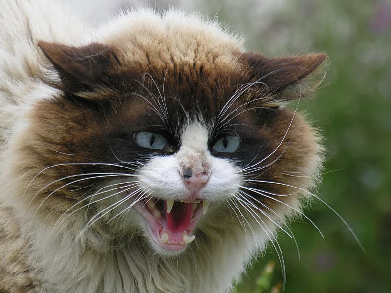 cat, attac