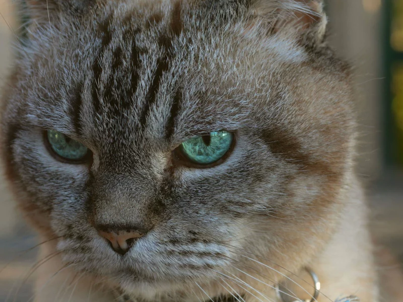 big, cat, attack