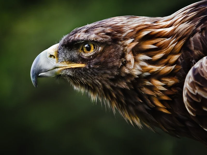 голова, птица, animal wallpaper, орел