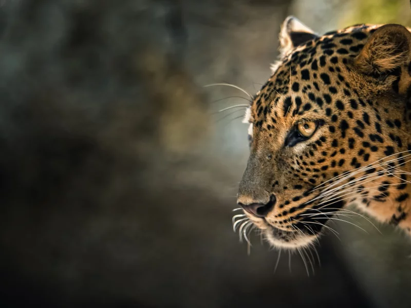 leopard, кошка, зверь