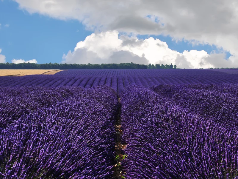 france, лаванда, облака, франция, валансоль, valensole, поле