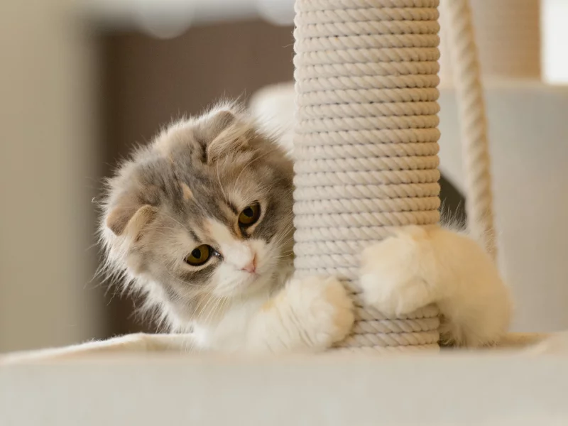лапы, кошка, игра, пушистый