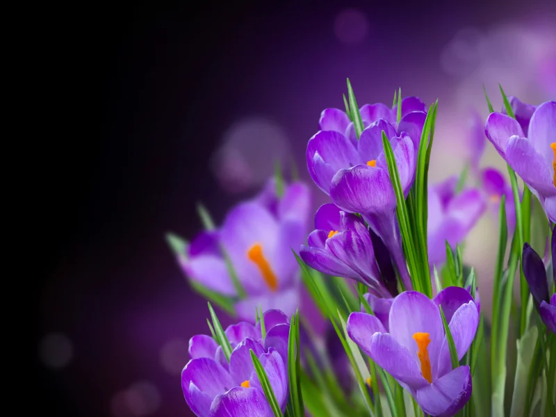 crocus, крокусы, beautiful, flowers, цветы, petals, flower, лепестки